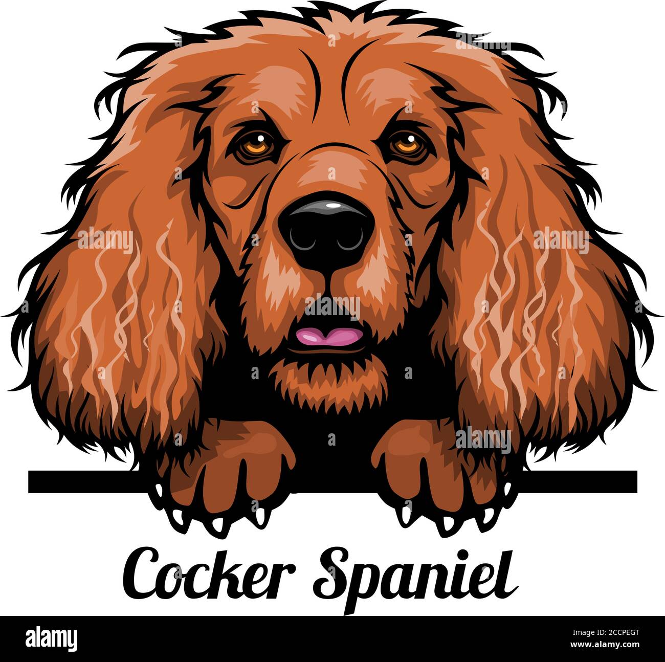 Cocker Spaniel Face Vector Cocker Spaniel - Color Peeking Dogs - breed face head isolated on white ...