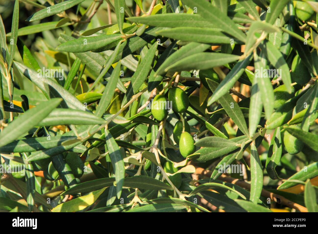 Oliver grove hires stock photography and images Alamy