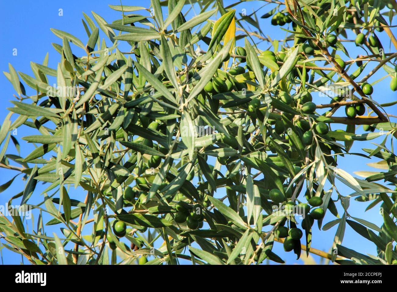 Oliver grove hires stock photography and images Alamy