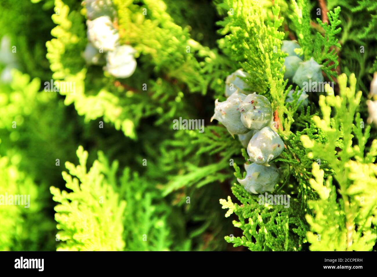 Beautiful Juniperus Communis plant in the garden in summer Stock Photo