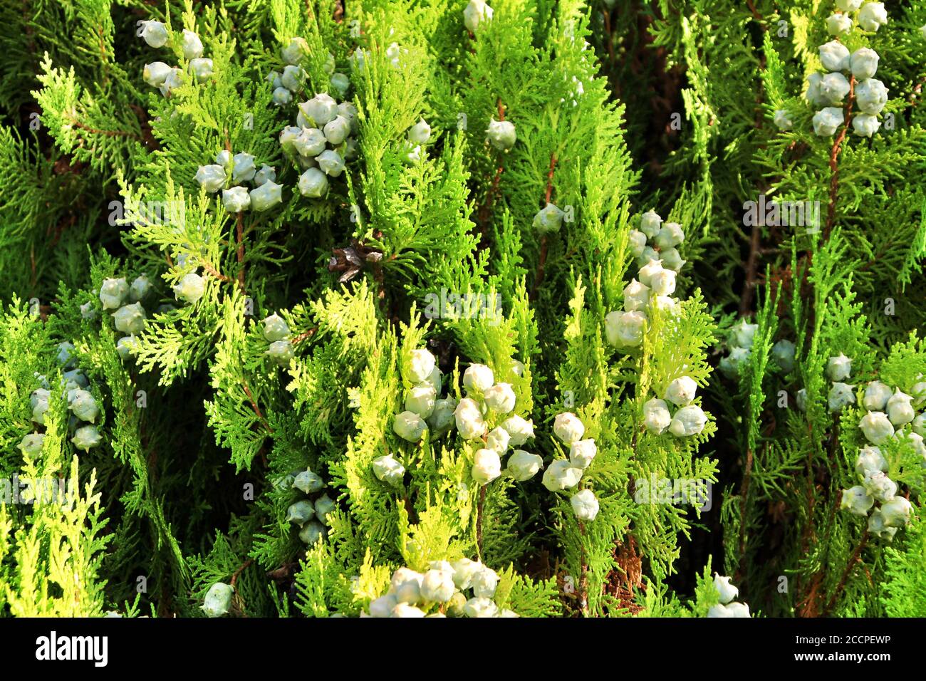 Beautiful Juniperus Communis plant in the garden in summer Stock Photo