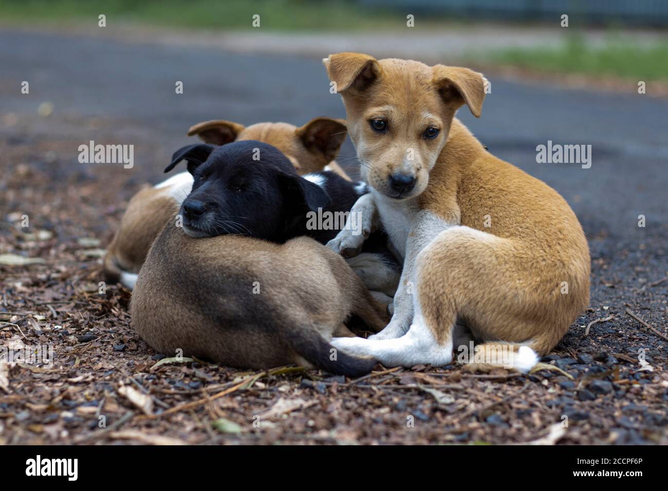 street puppies sleeping one over another in winter Stock Photo