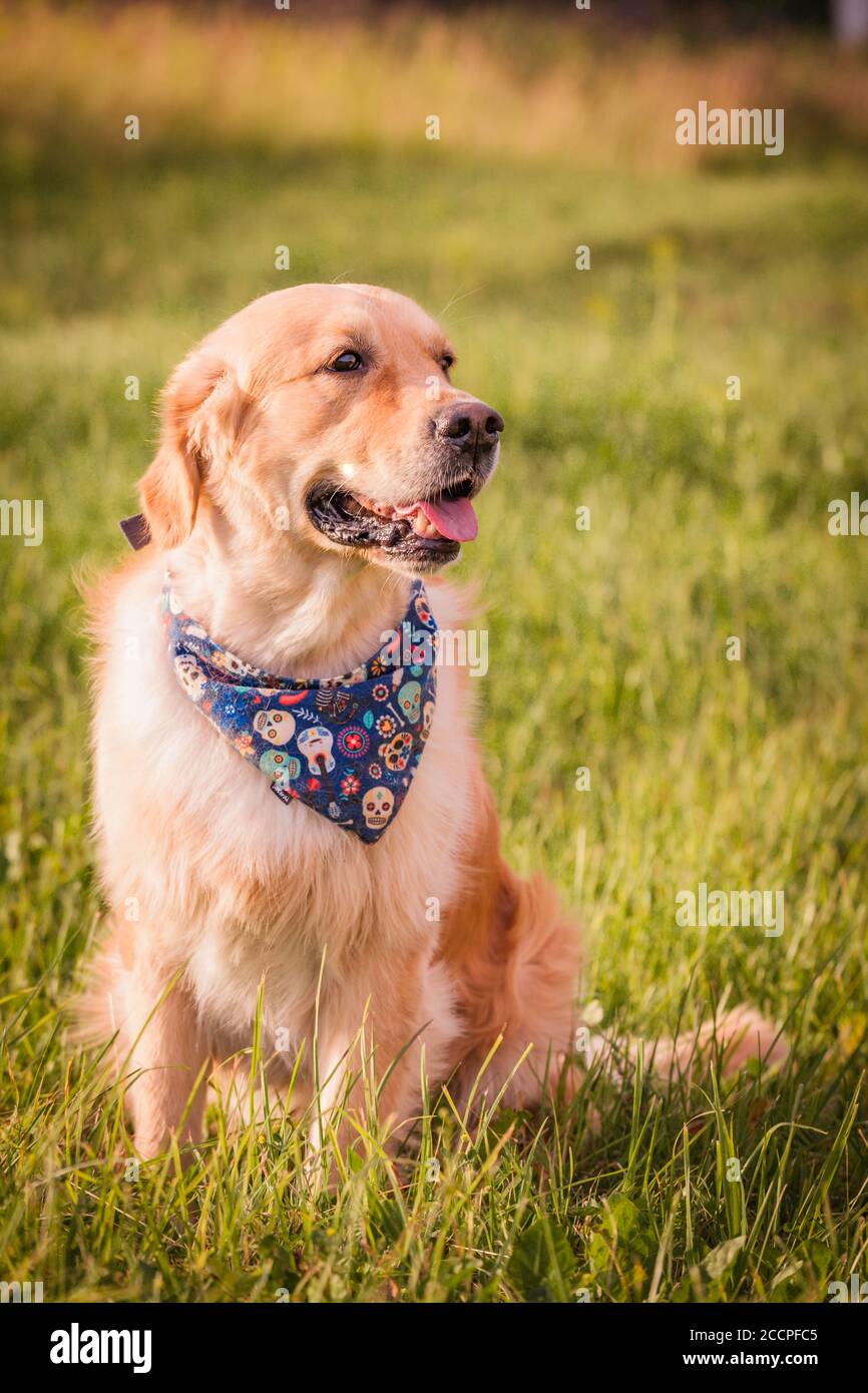 Golden Retriever on grass wearing bandana photo for commercial Stock