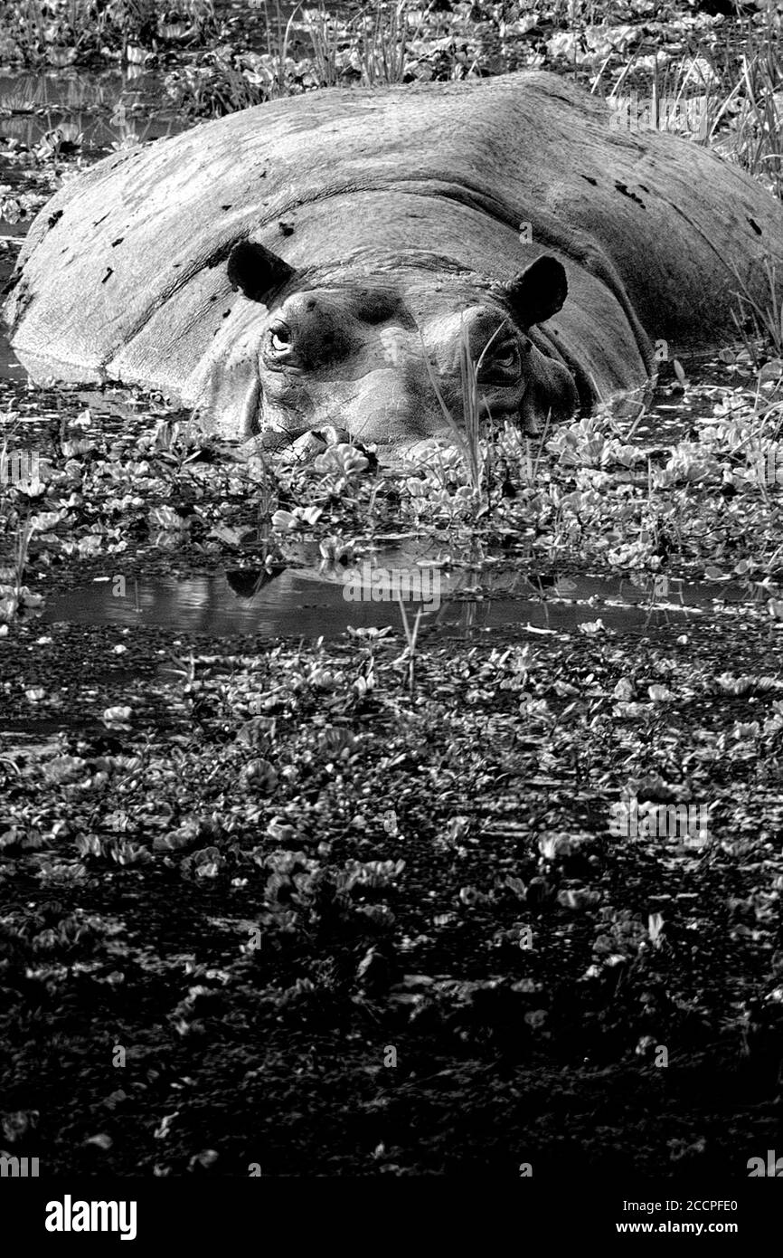 Wildlife animals in their environment, taken in black and white to have more sense of freedom and pure energy Stock Photo