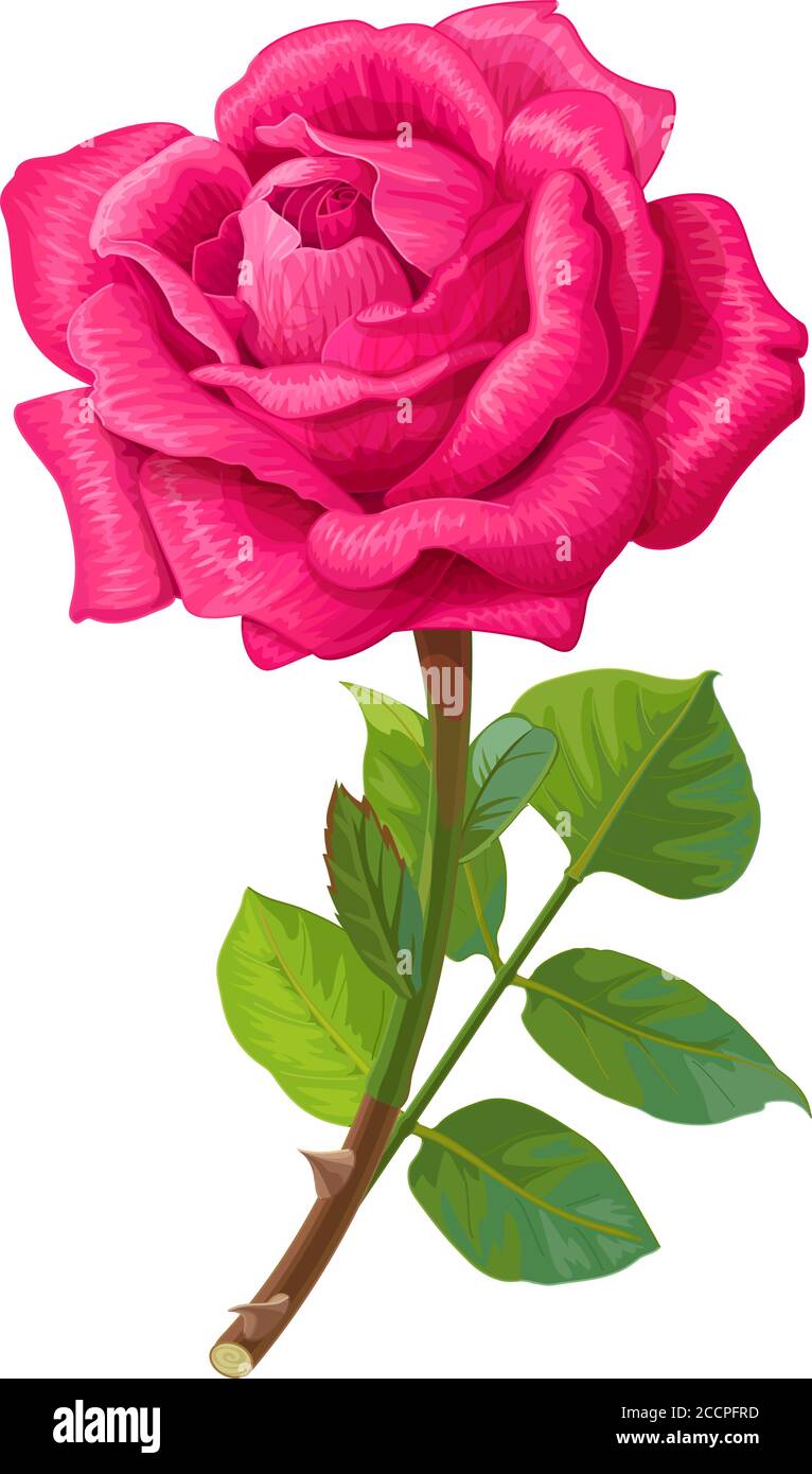 vector realistic clip art vintage rose flower Stock Vector Image & Art -  Alamy