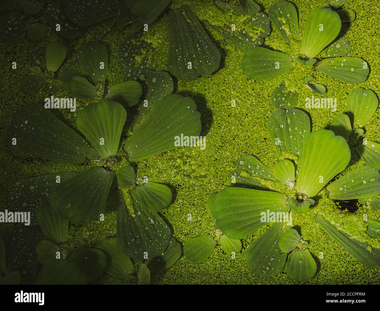 Close up of a water lettuce and algae floating in a tropical rainforest pond. Stock Photo