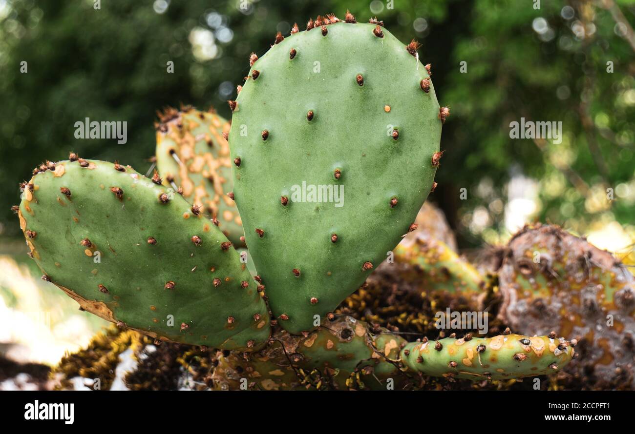 Close up of an Eastern prickly pear Cactus growing from a rock in a tropical greenhouse.nature,plant,summer,no people,close-up,flower,growth,outdoors, Stock Photo