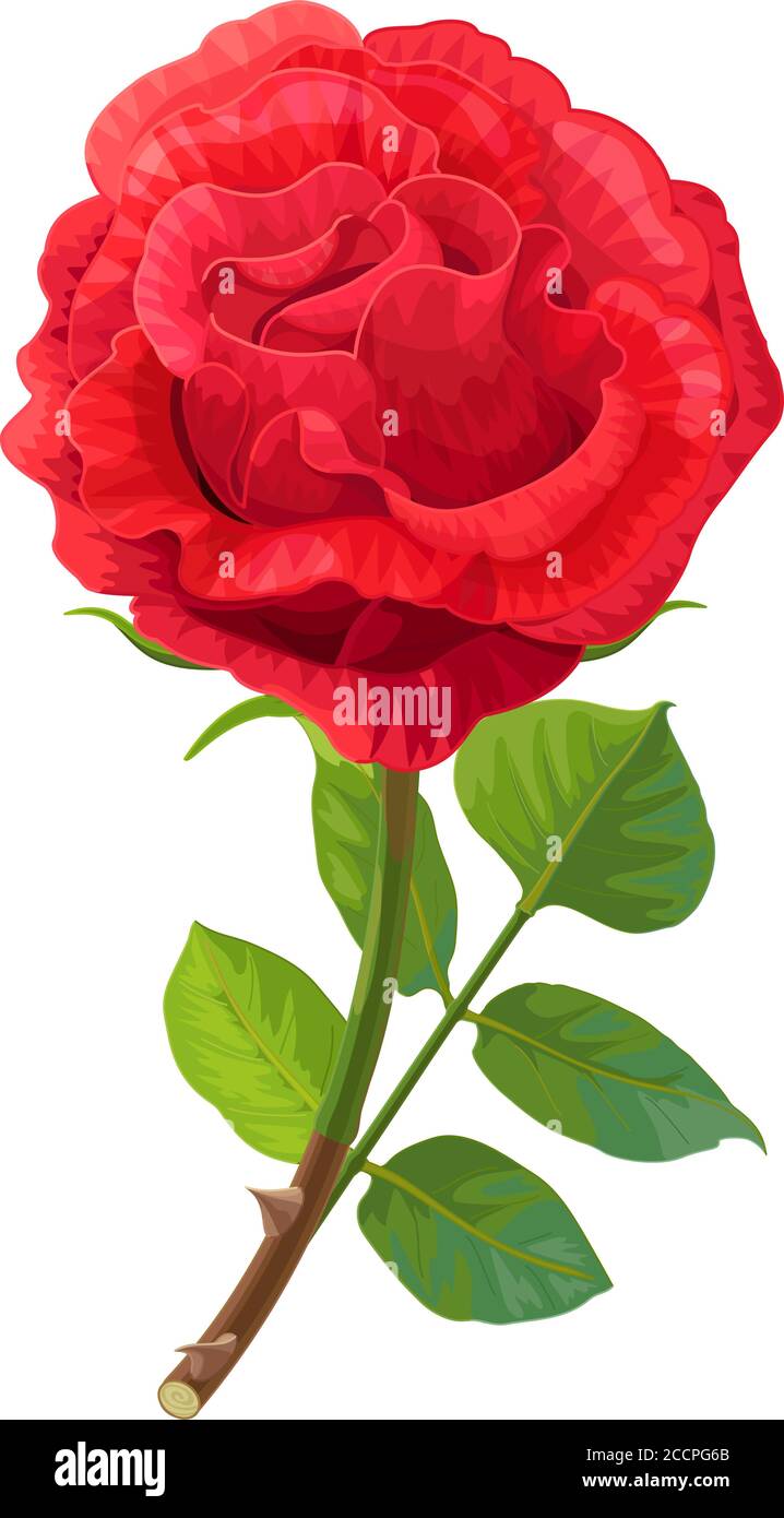 vector realistic clip art vintage rose flower Stock Vector Image & Art ...
