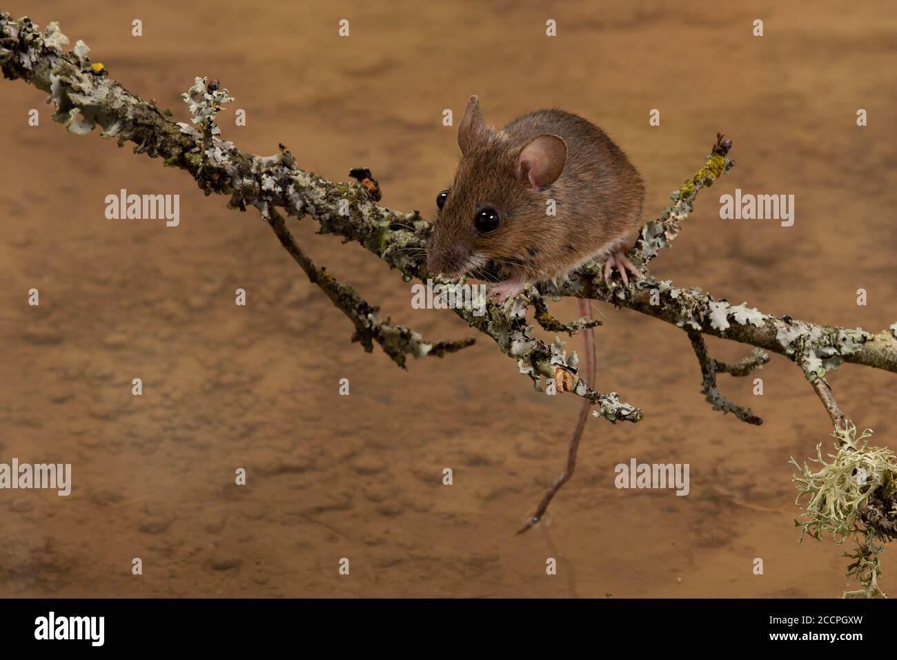 Long Tailed Mouse or Wood Mouse on a branch over water, Surrey, UK Stock Photo