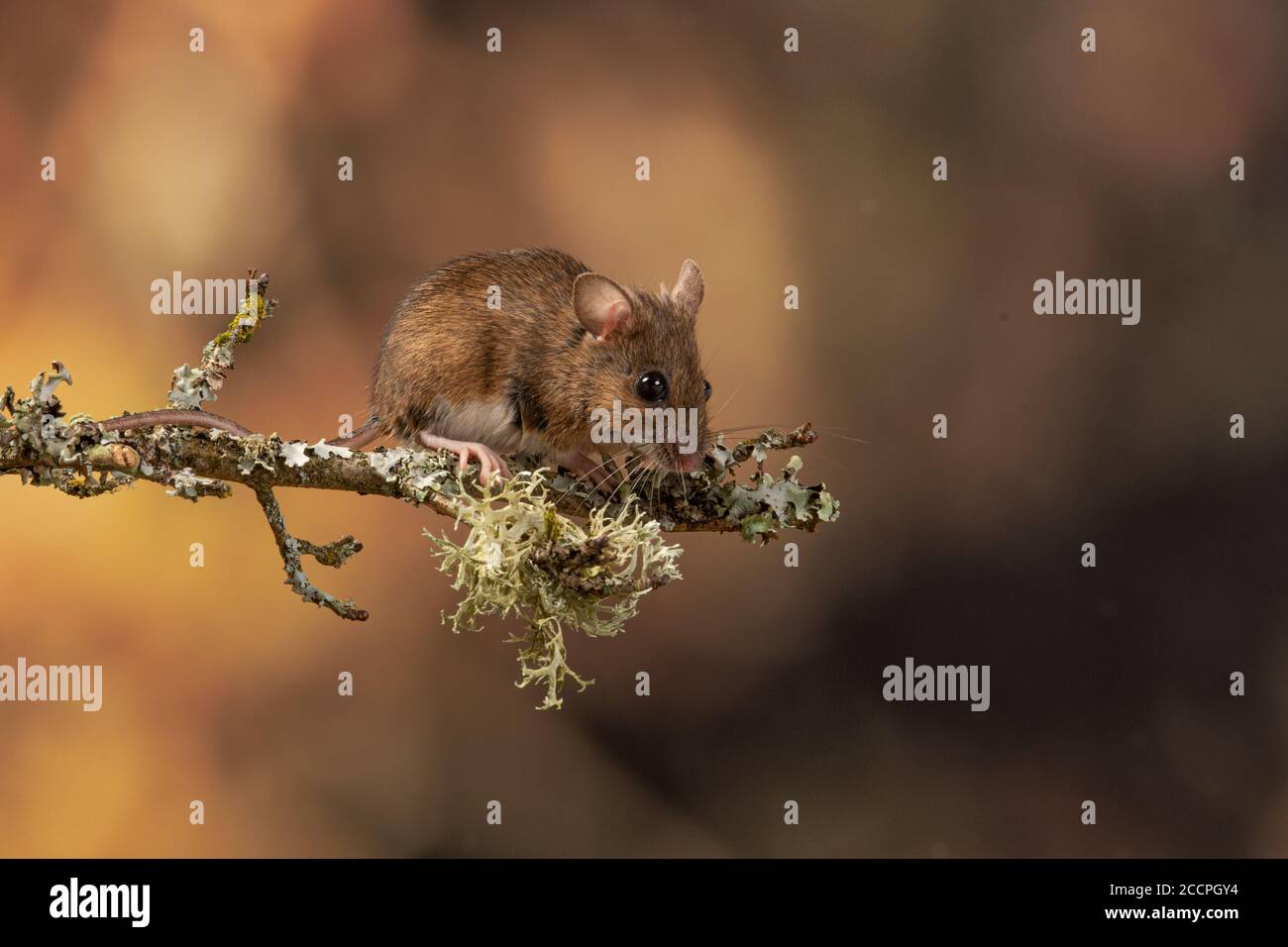 Long Tailed Mouse or Wood Mouse on a branch over water, Surrey, UK Stock Photo