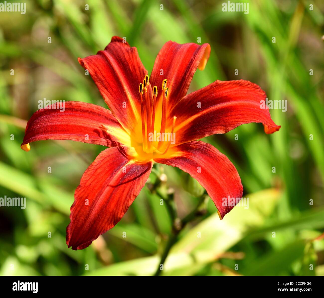 A single bloom of the Daylily Stafford. Stock Photo