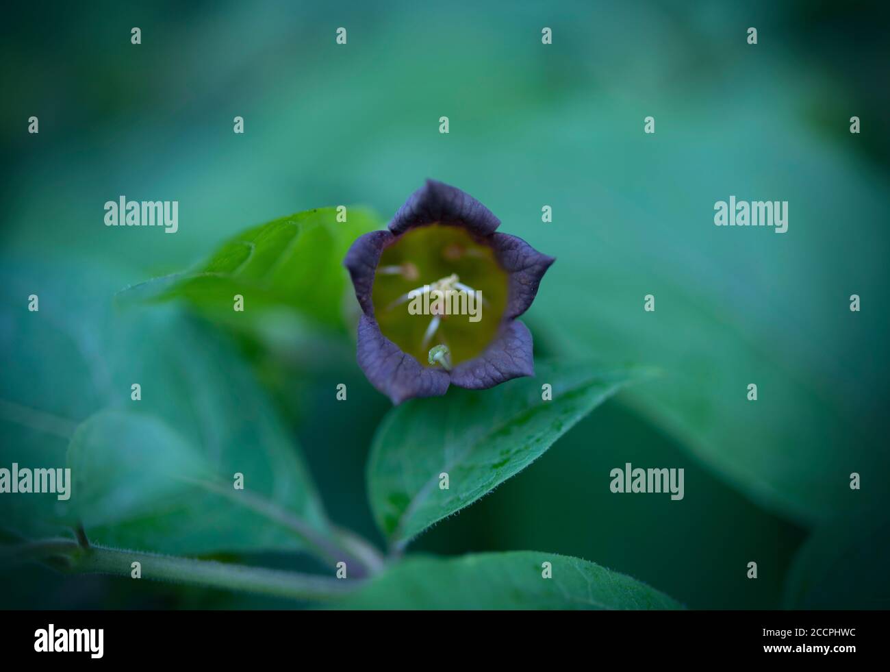 Deadly nightshade illustration hires stock photography and images Alamy