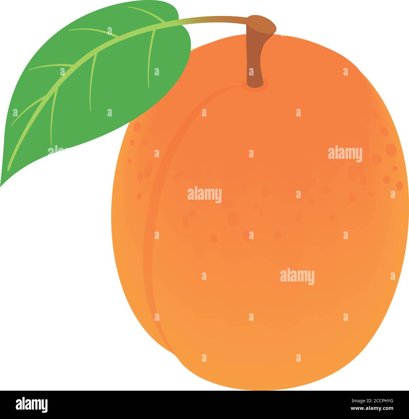 Whole apricot icon. Isometric of whole apricot vector icon for web ...