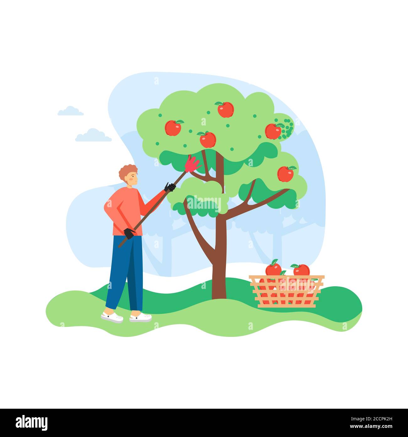 Young man, gardener picking apples from apple tree, flat vector illustration Stock Vector