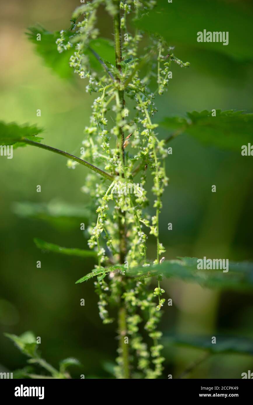 Stinging nettle (Urtica dioica) flowering plant. Close up Urticaceae ...
