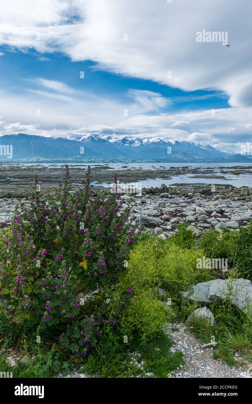 In a lookout on New Zealand's east coast snow covered mountains build a towering barrier right next to the sea. The rocky coastline of the lookout is Stock Photo
