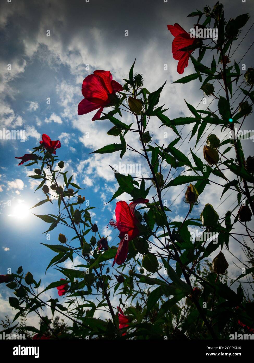 Red backlit hi-res stock photography and images - Alamy