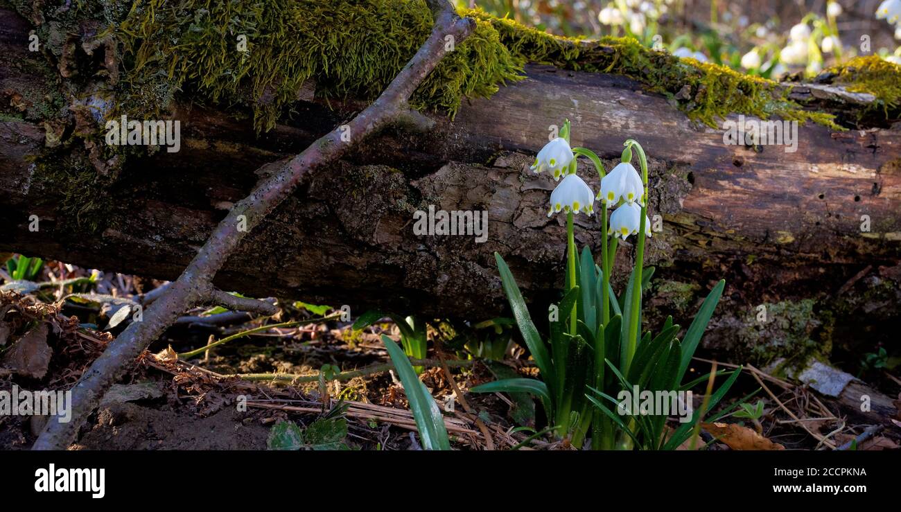snowflake flower near the log. spring nature background in forest Stock Photo