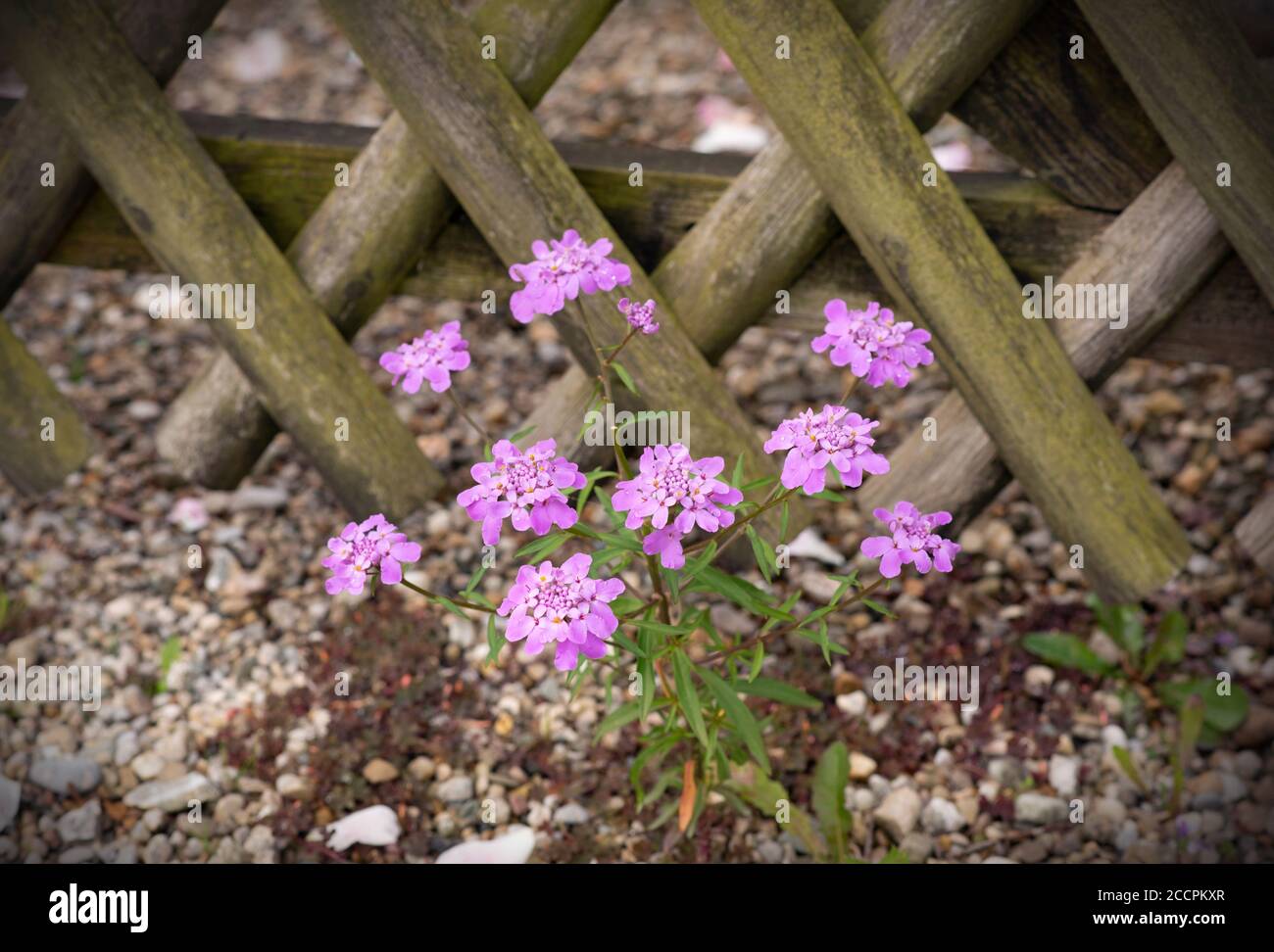 Iberis umbellata blooming near to the wooden fence. Pink flowers in the garden Stock Photo