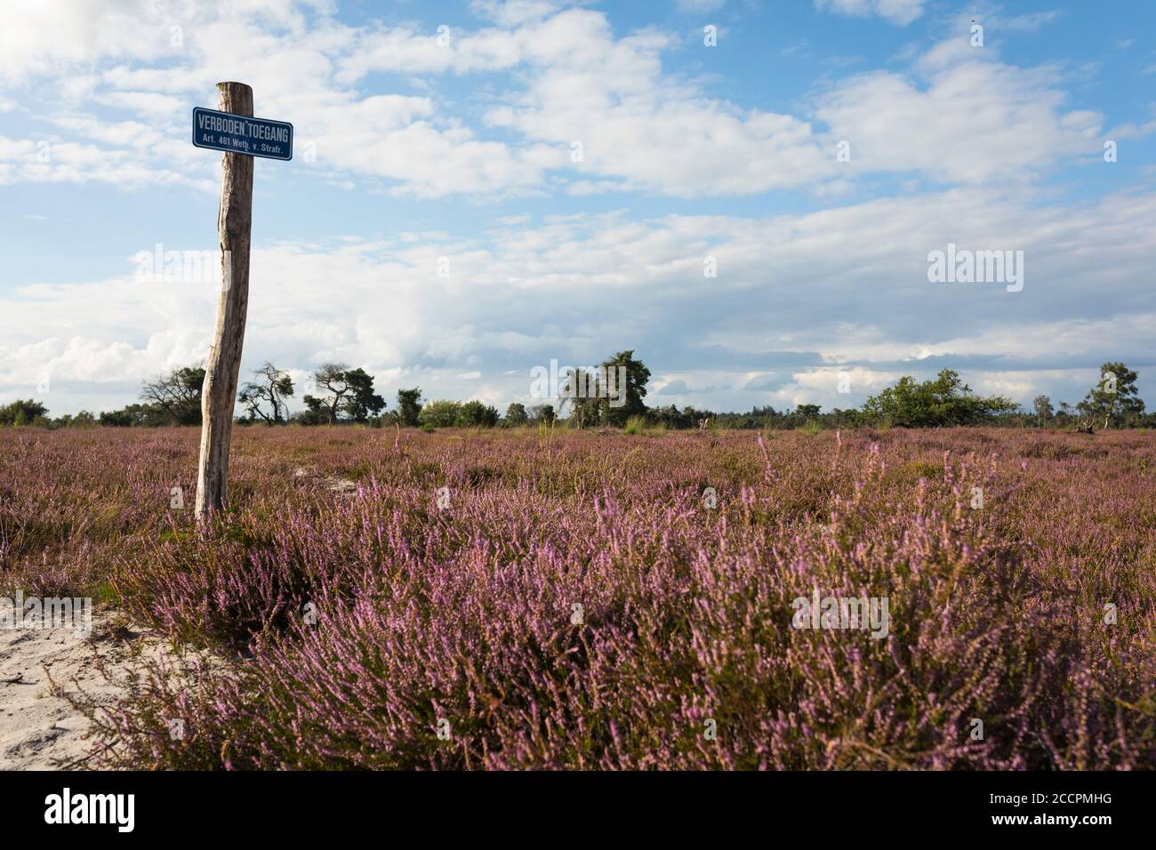 Blooming heats with a sign for forbidden entrance at Strabrechtse Heide, province Noord-Brabant in the Netherlands Stock Photo