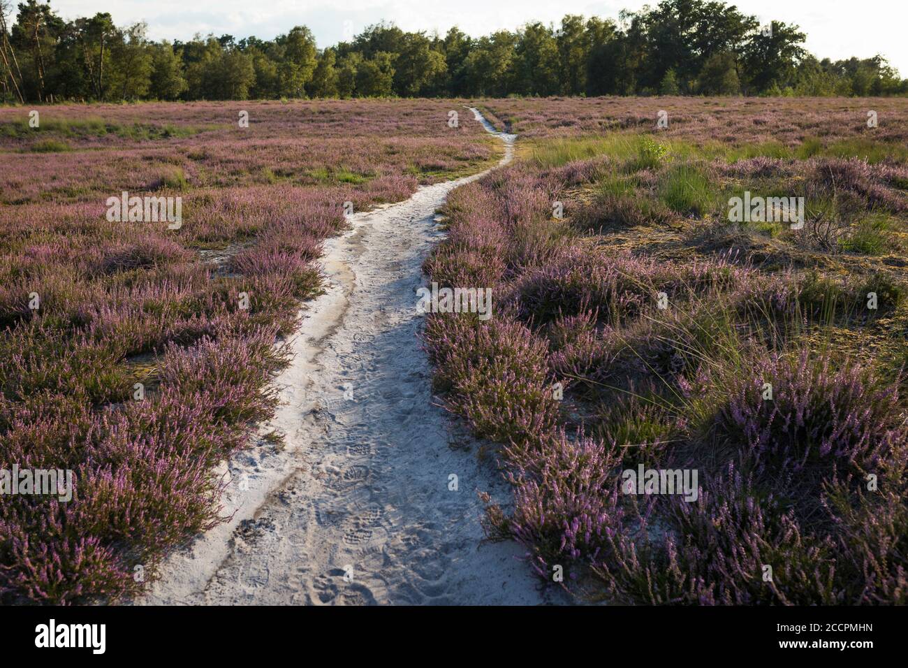 Trail in the blooming heath at Strabrechtse Heide, province Noord-Brabant in the Netherlands Stock Photo