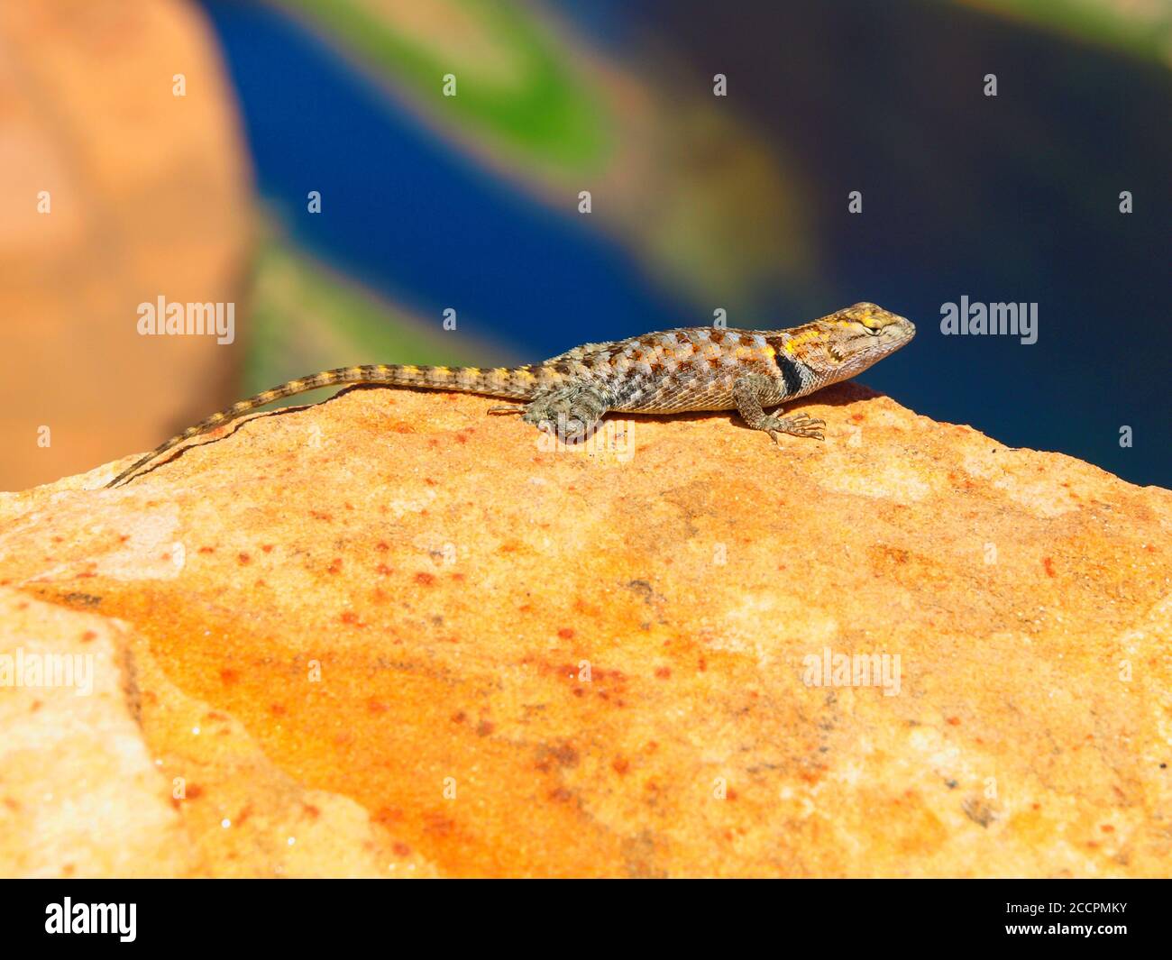 Colorful sagebrush lizard on the rock at Colorado Horshoe Bend, Arizona, USA Stock Photo