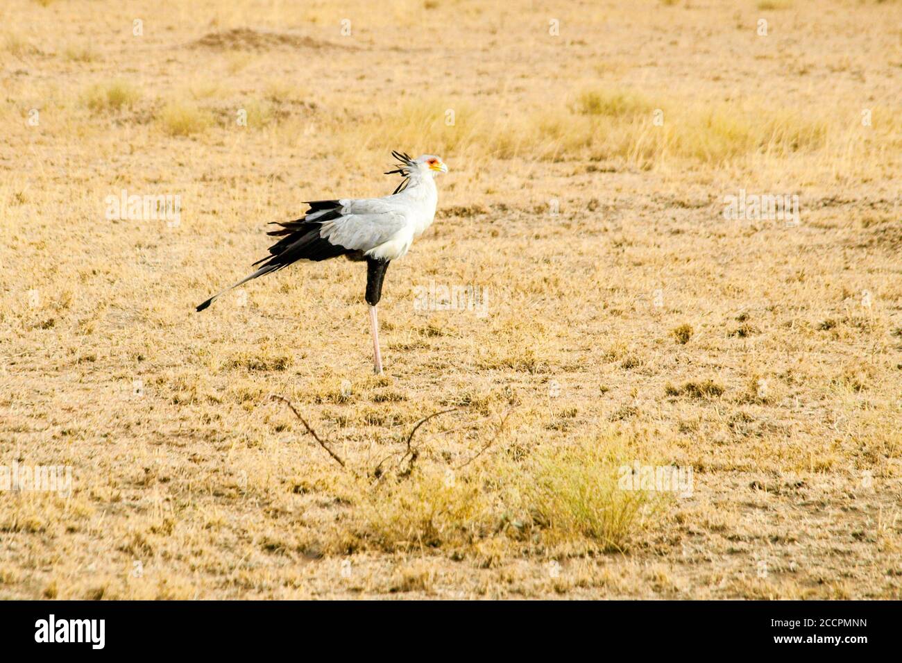 Secretarybird, Sagittarius serpentarius, in grasslands of Africa Stock Photo