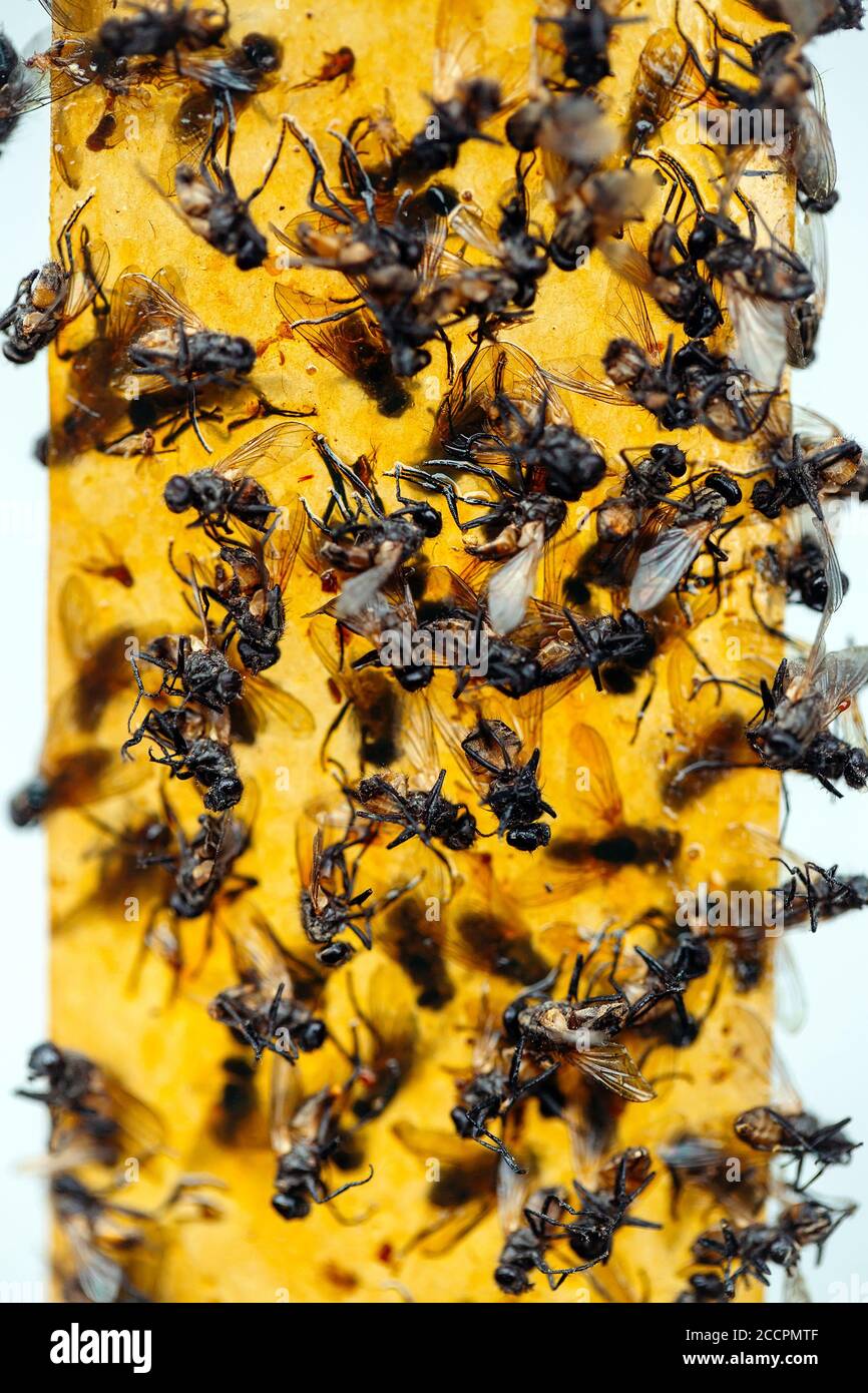 Sticky fly paper hi-res stock photography and images - Alamy