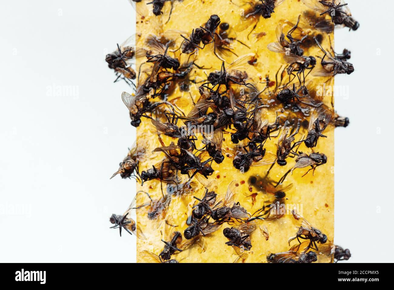 Sticky flypaper with glued flies, trap for flies or fly-killing device ...