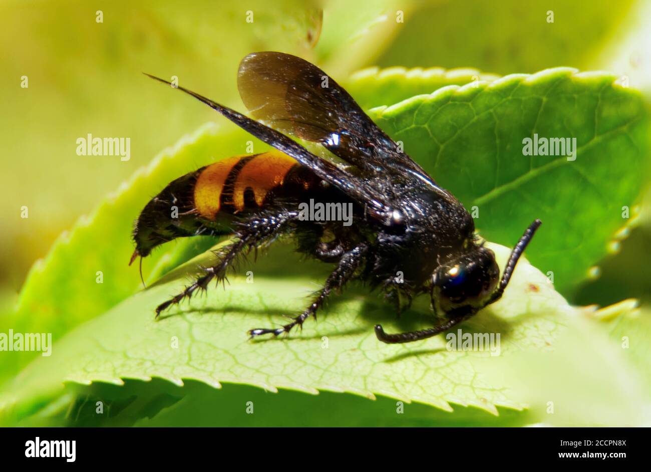Closeup of an Asian Giant Hornet Insect with Sting Stock Photo