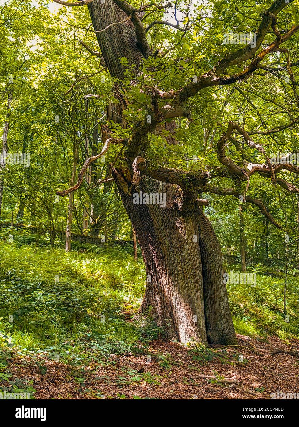 Large, old Oak Tree in Chatsworth Park Stock Photo - Alamy