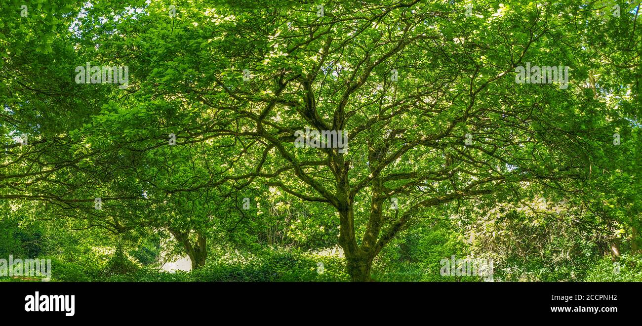 Tree hill branches spring hi-res stock photography and images - Alamy