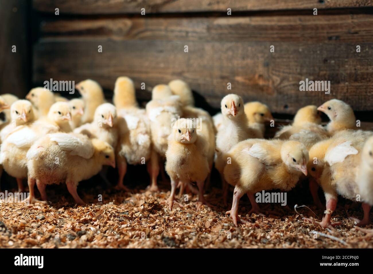 Broiler Chicken Chicks at the poultry farm Stock Photo Alamy