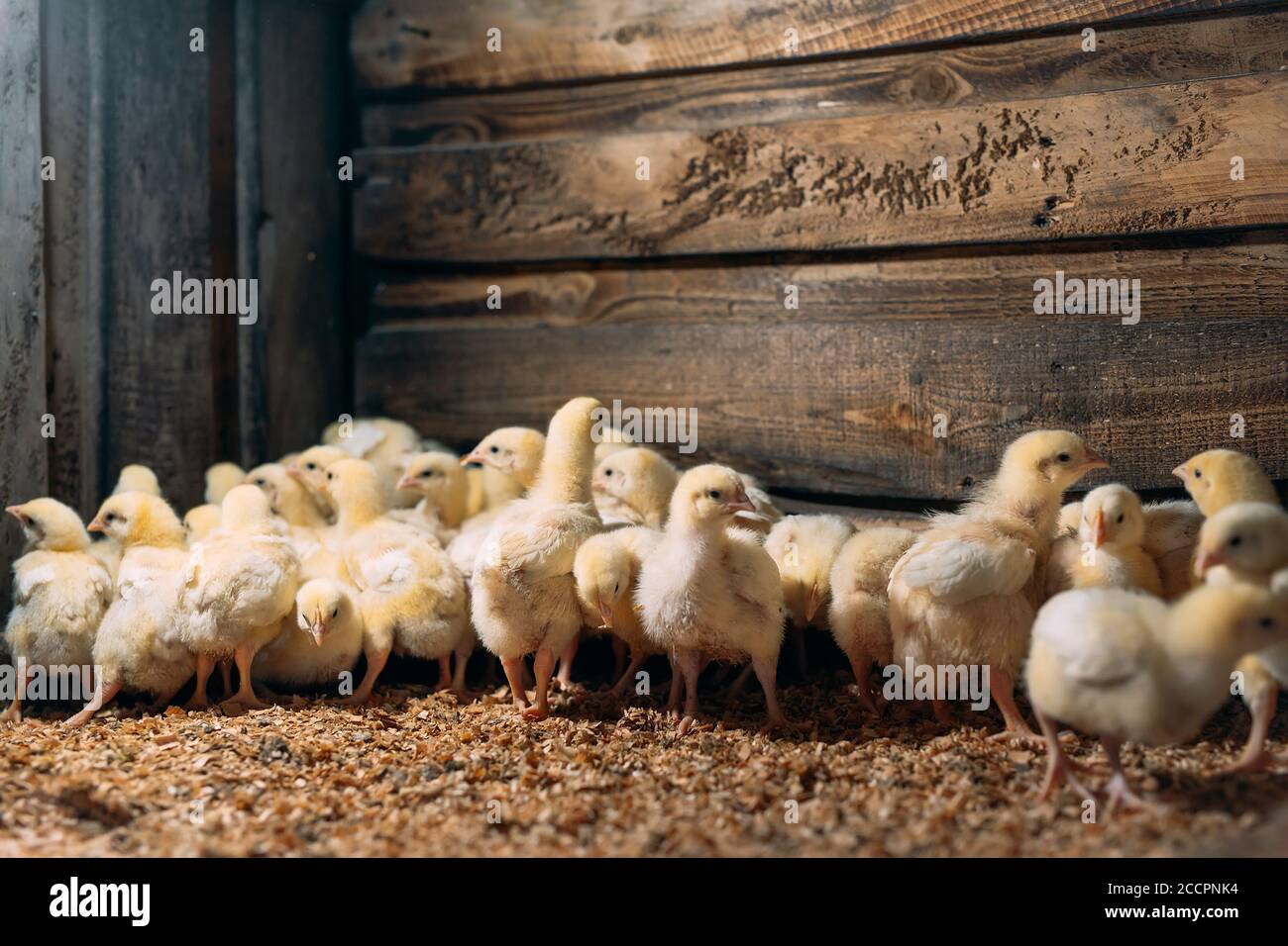 Broiler Chicken Chicks at the poultry farm Stock Photo Alamy