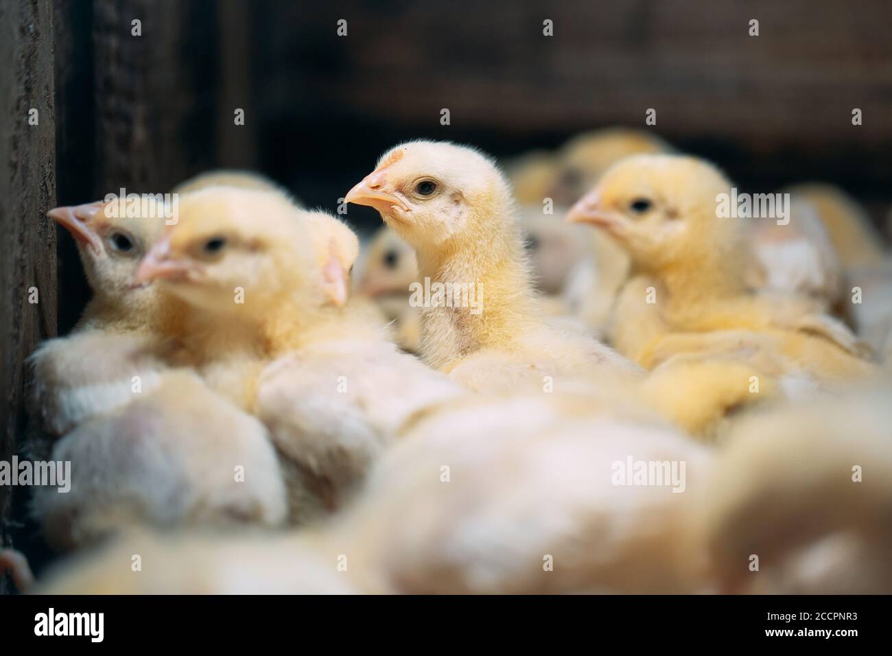 Broiler Chicken Chicks at the poultry farm Stock Photo Alamy