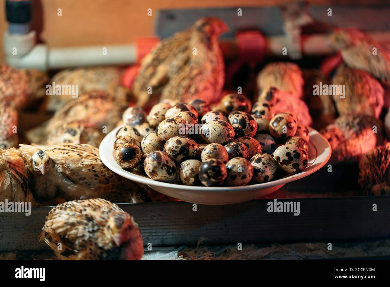 Quail eggs in a plate on the background of quails. Stock Photo