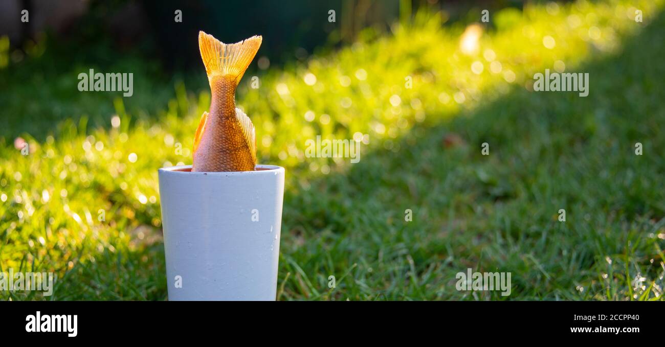 Sellin, Germany. 11th Aug, 2020. A fish is stuck upside down in a vase. Credit: Stephan Schulz/dpa-Zentralbild/ZB/dpa/Alamy Live News Stock Photo