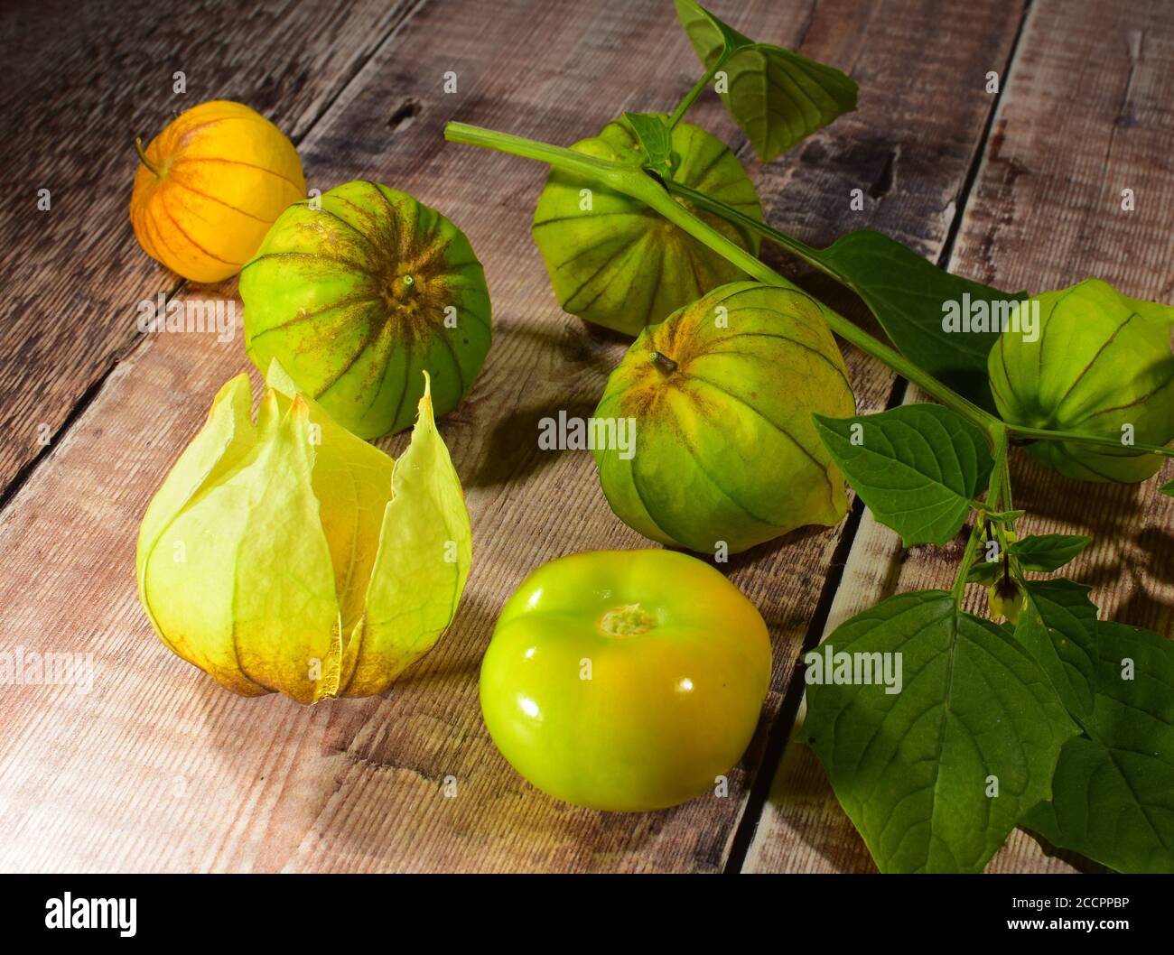Tomatillo Plant Fruit Stock Photo Alamy