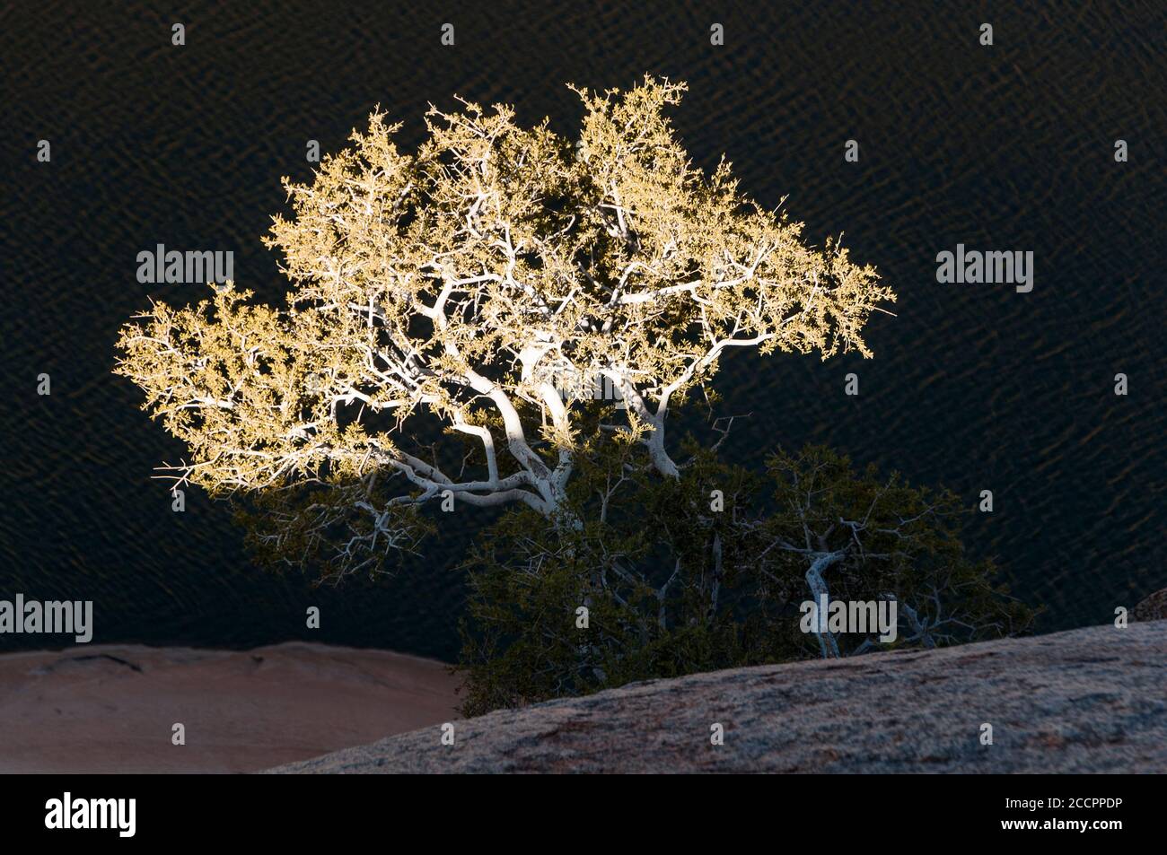 Illuminated tree by night Stock Photo - Alamy
