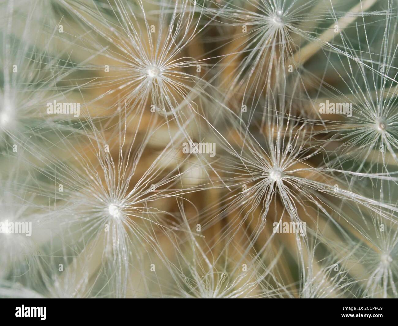 Close up seeds hi-res stock photography and images - Alamy