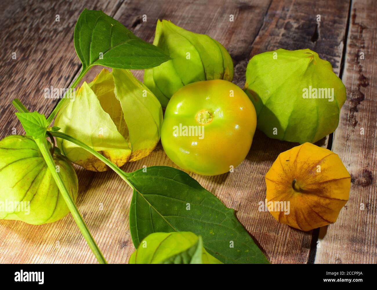 Tomatillo Plant Fruit Stock Photo Alamy