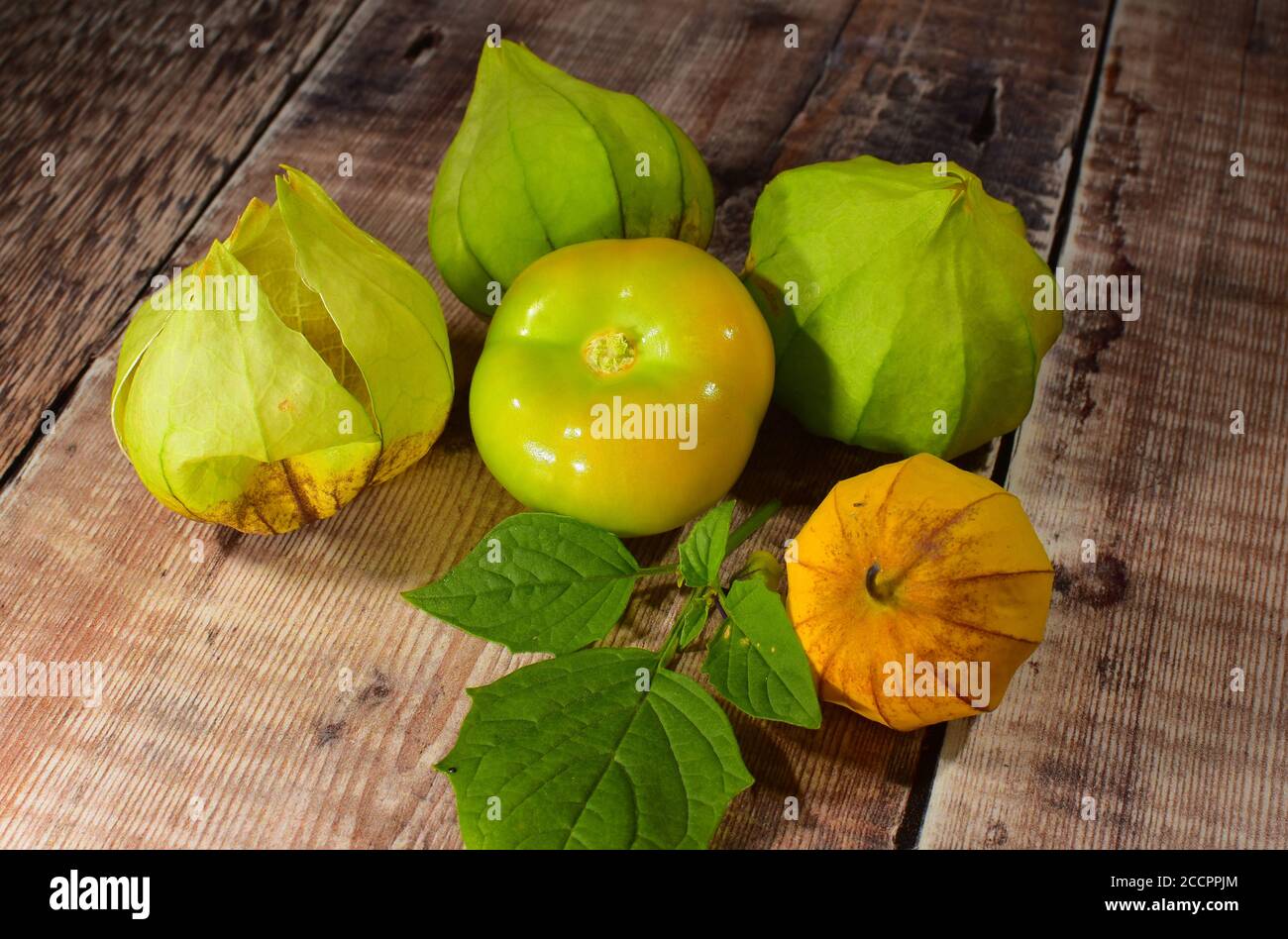 Tomatillo Plant Fruit Stock Photo Alamy