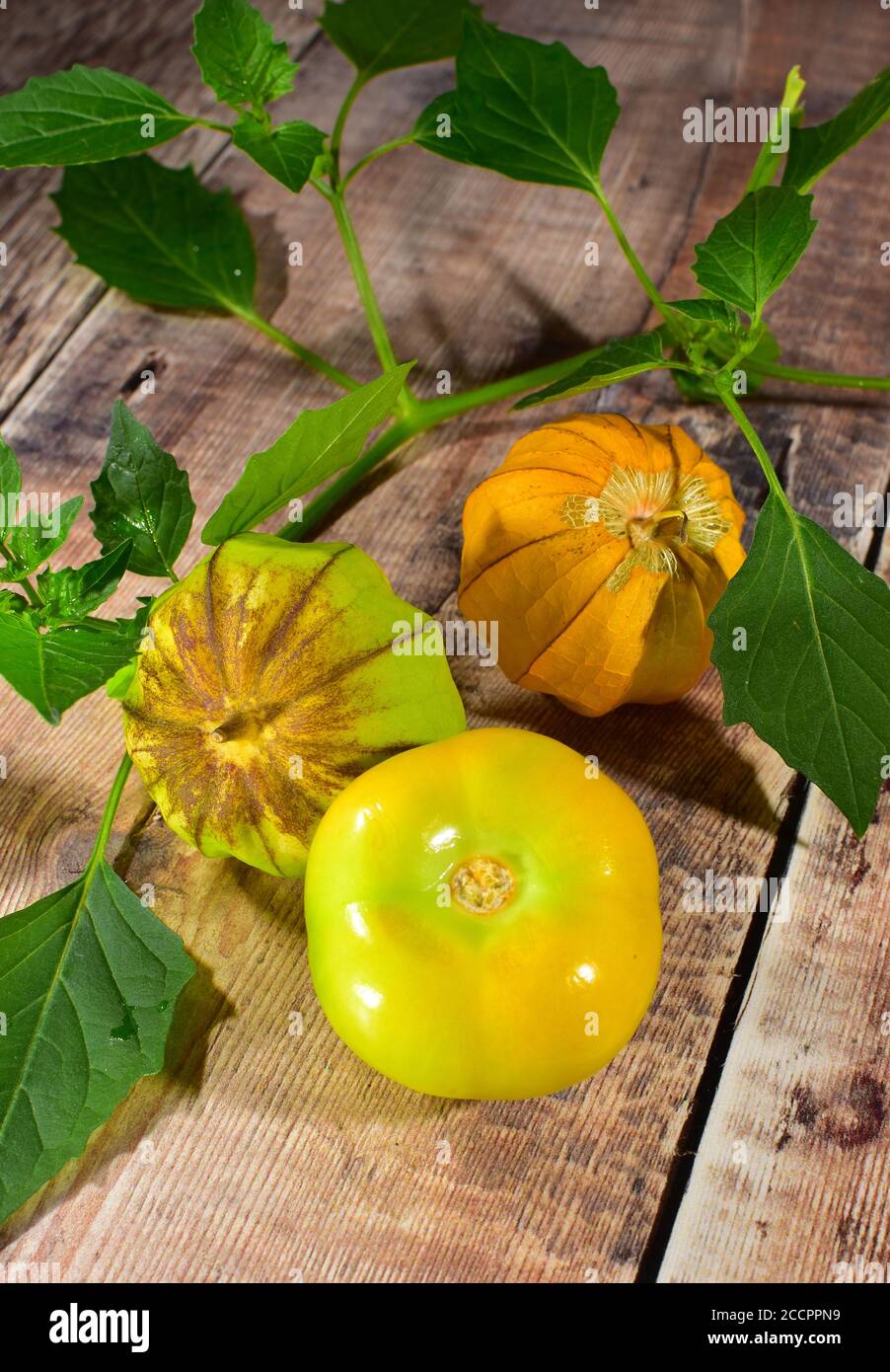 Tomatillo Plant Fruit Stock Photo Alamy