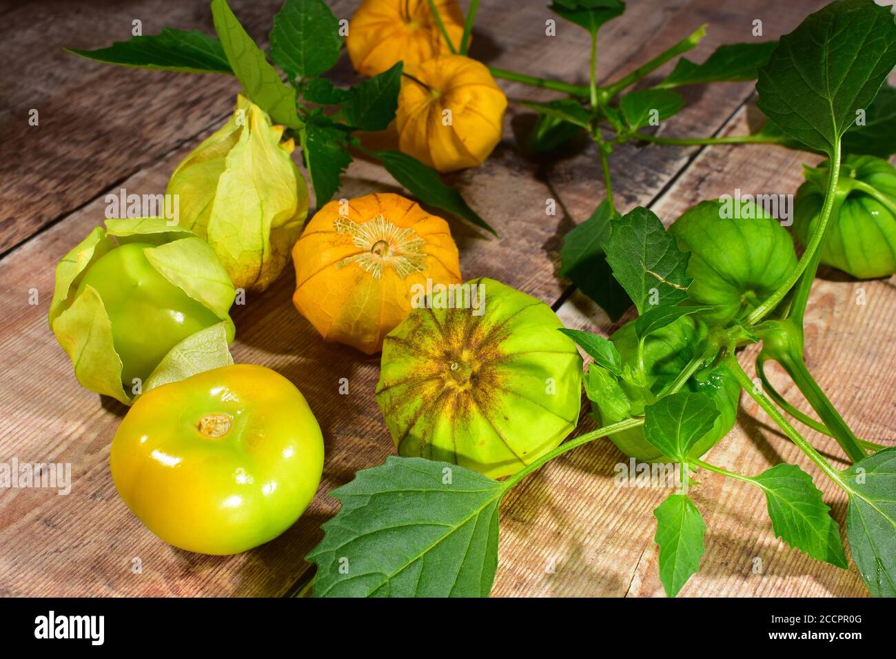 Tomatillos growing hires stock photography and images Alamy