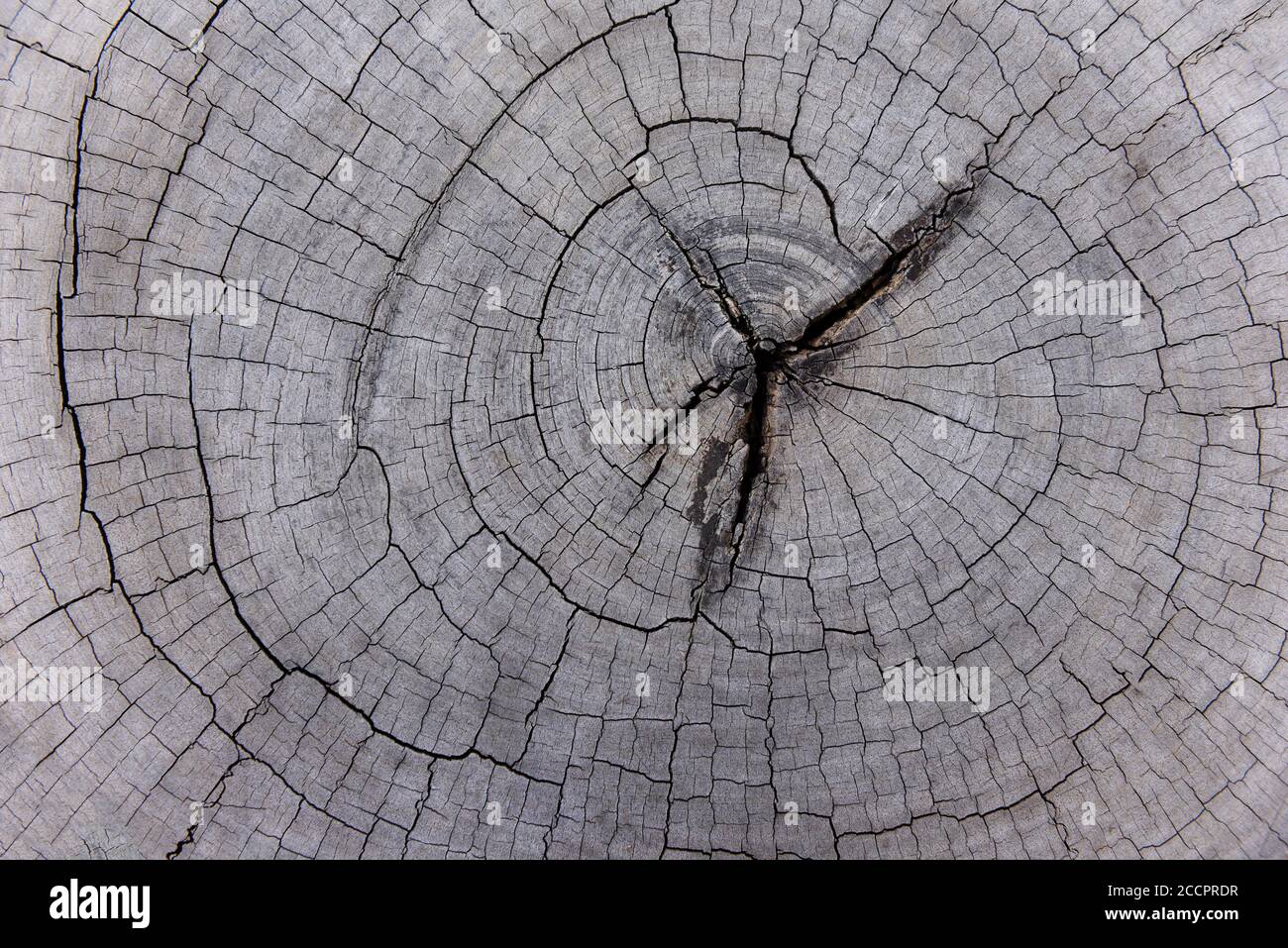 Natural old wood texture of tree stump Cross section of tree trunk / Wood cut background log timber , top view Stock Photo