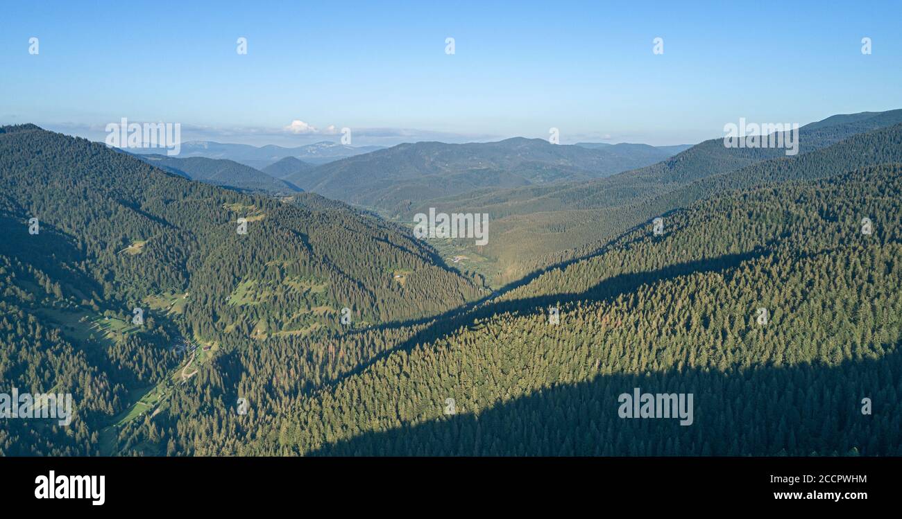 High trees pine on hi-res stock photography and images - Alamy