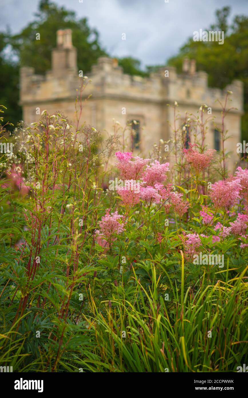 Pink Meadowsweet Grows in the Garden of an Elegant Sandstone Victorian Home Stock Photo
