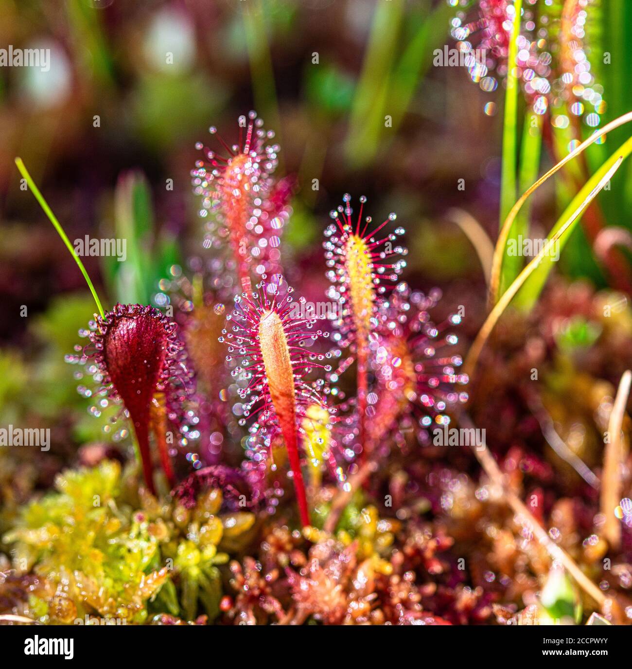 Carnivorous plant in Laahemaa National Park Stock Photo
