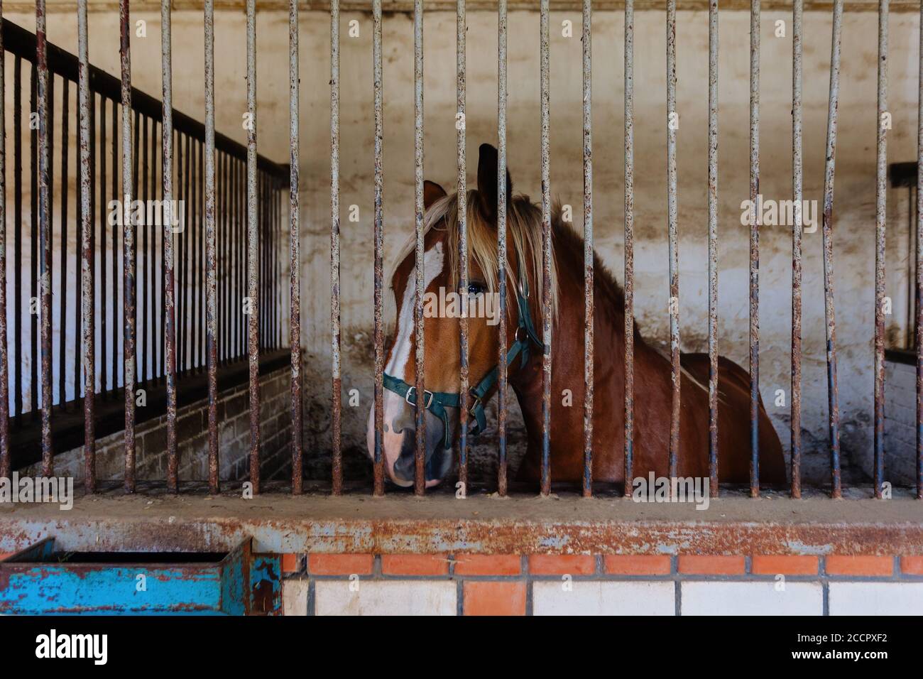Horse in stable sad hires stock photography and images Alamy