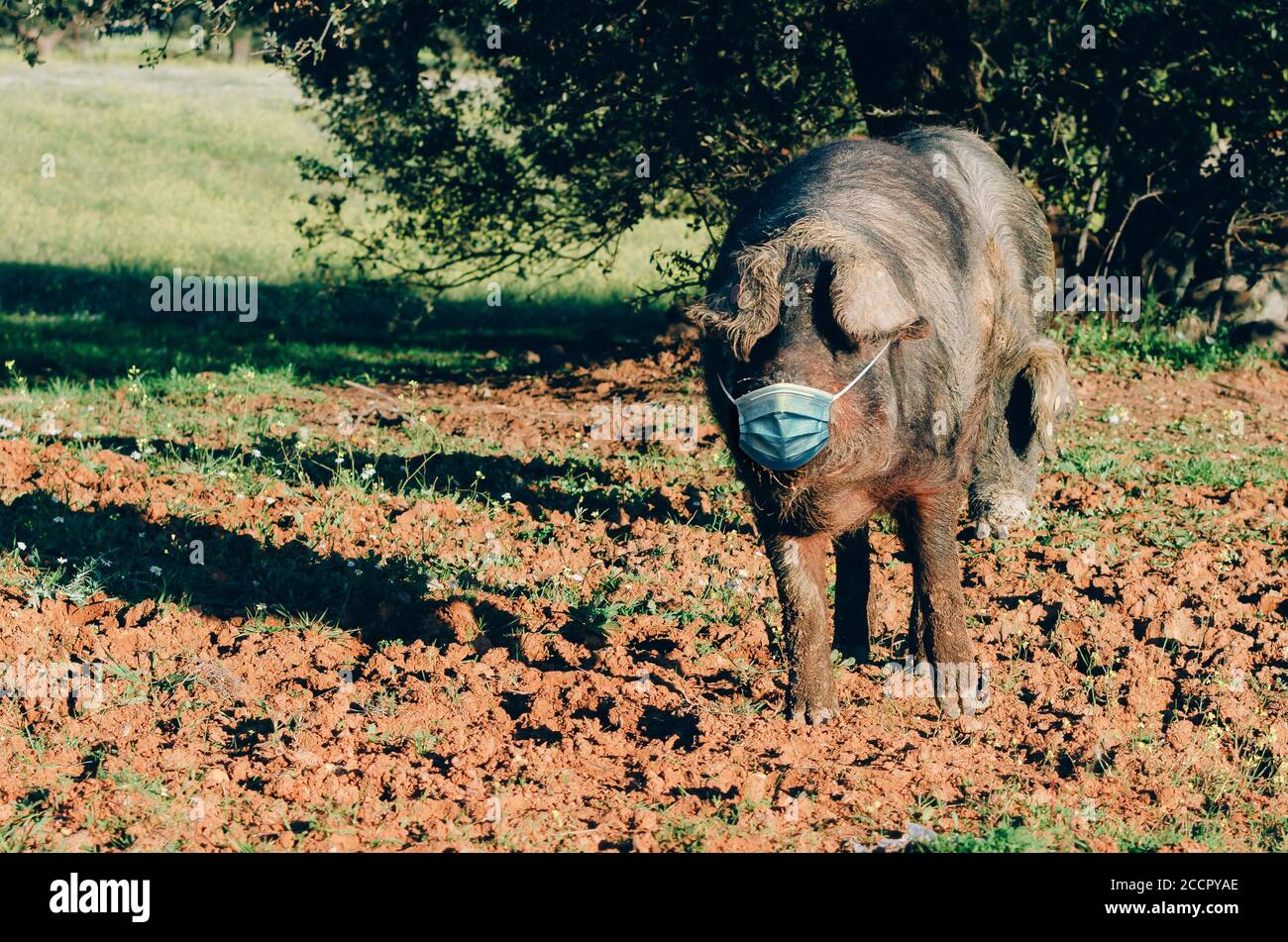 Iberican pigwith medical mask in the field. Stock Photo